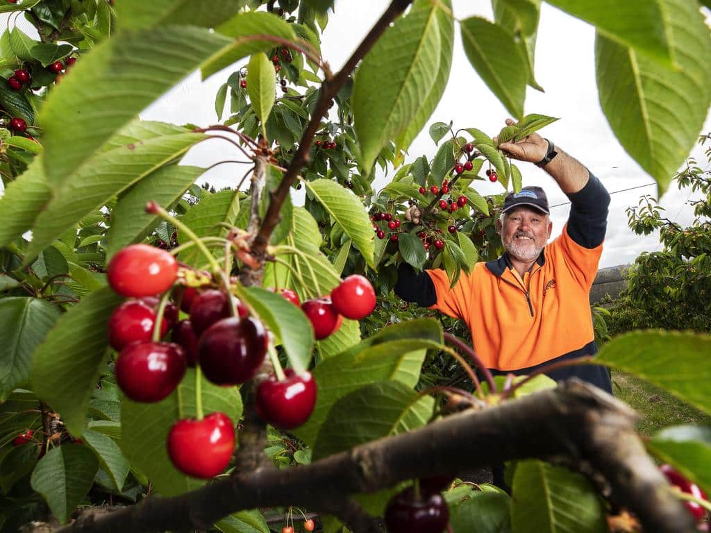 Spreyton Fresh Cherry Harvesting